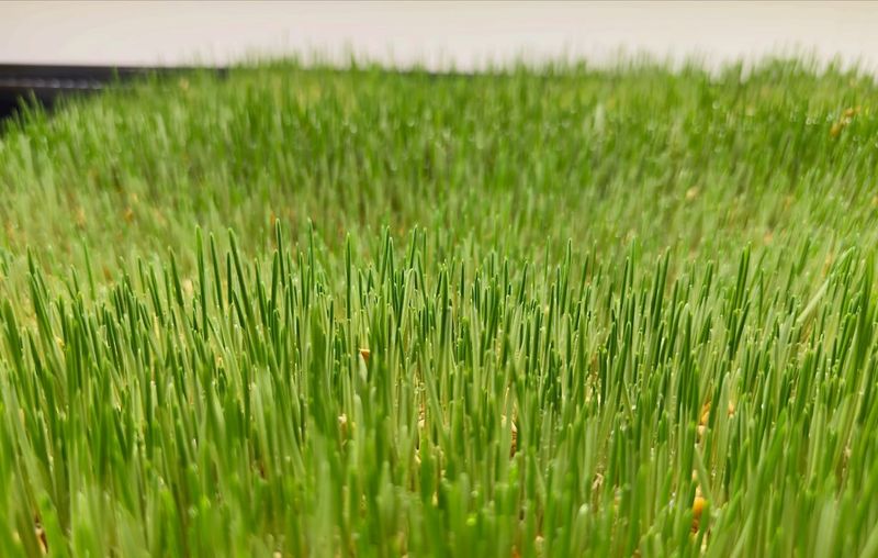 Barley Grass