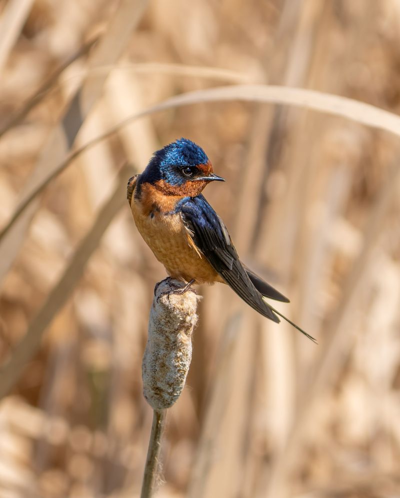 Barn Swallow