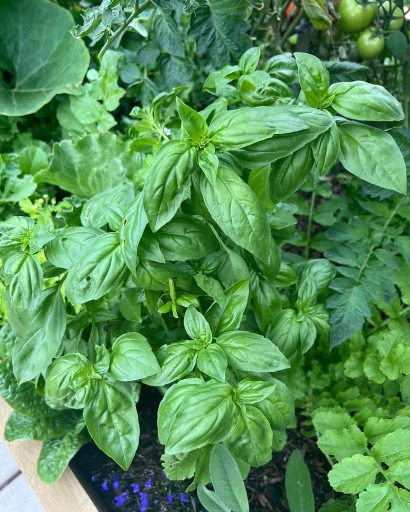 Basil