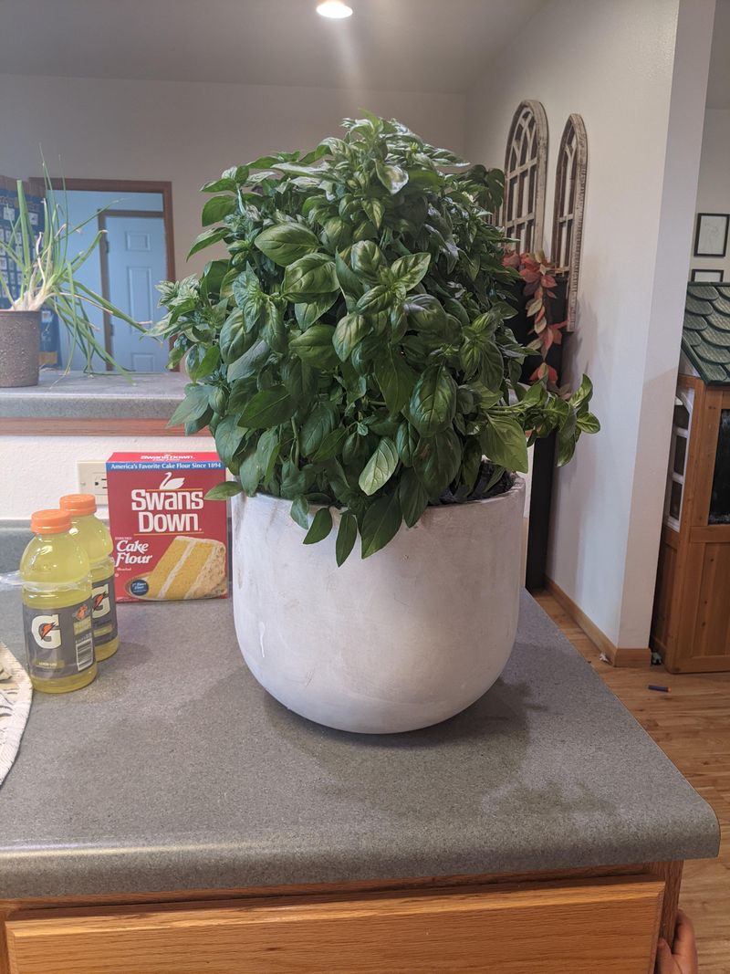 Basil