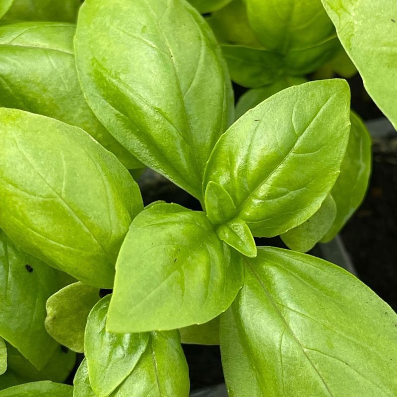 Basil