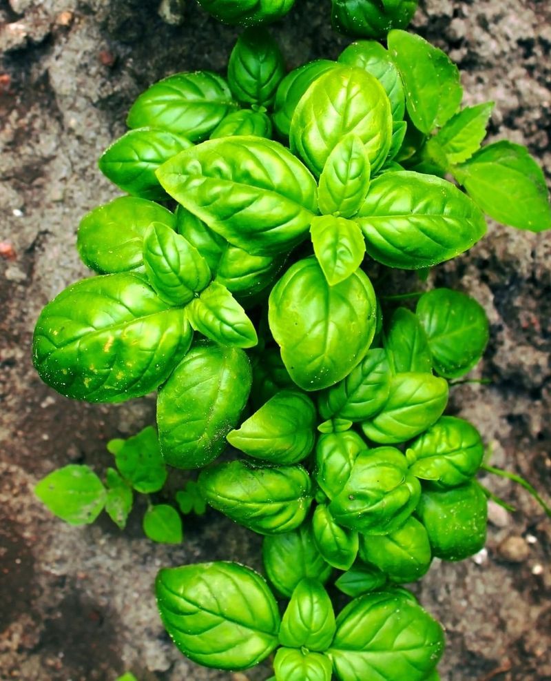 Basil