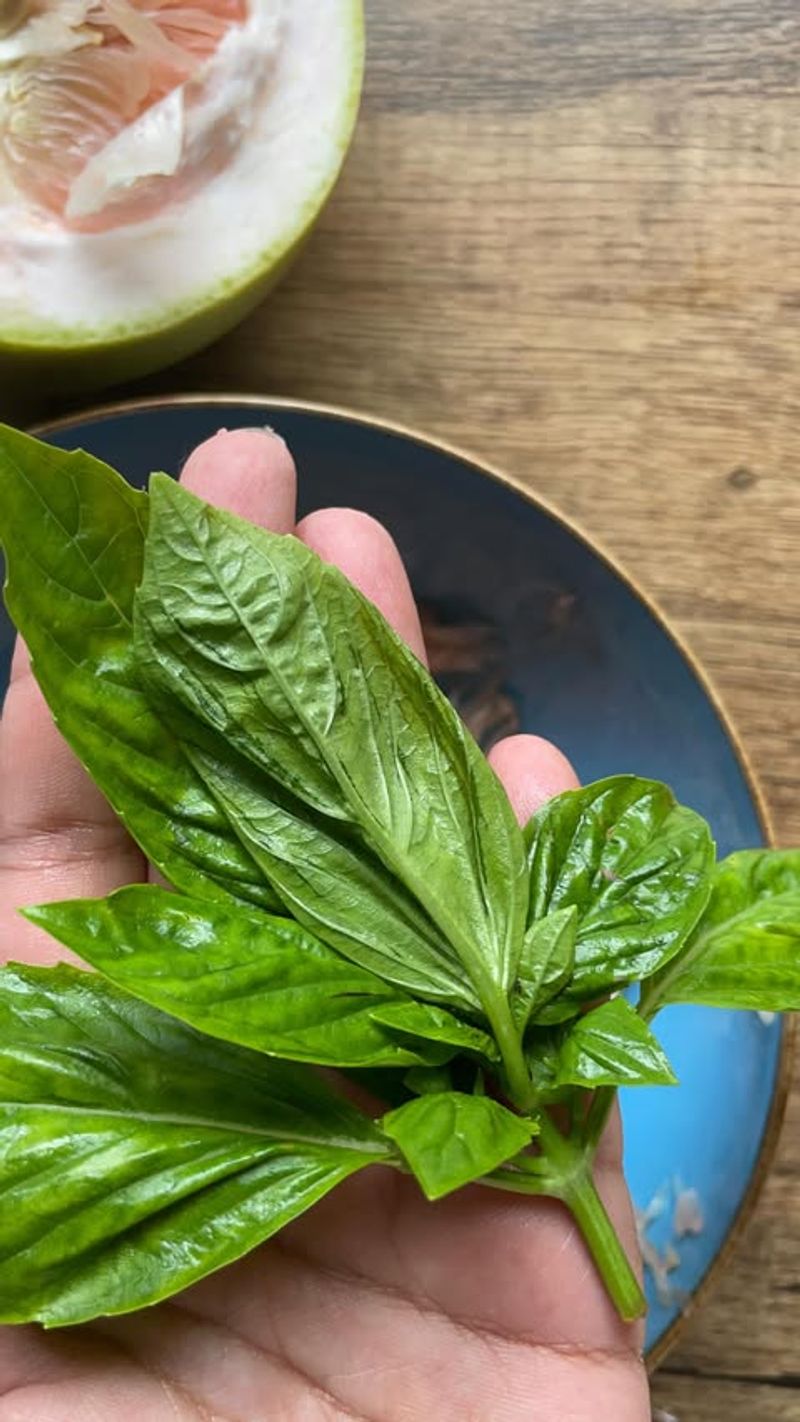 Basil Leaves