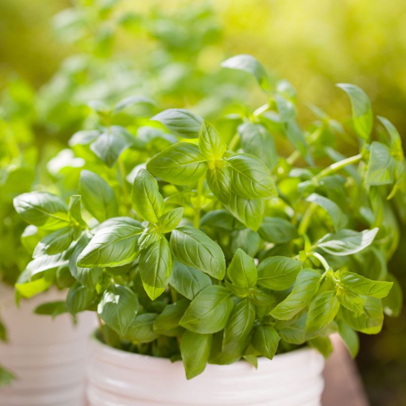 Basil Plants