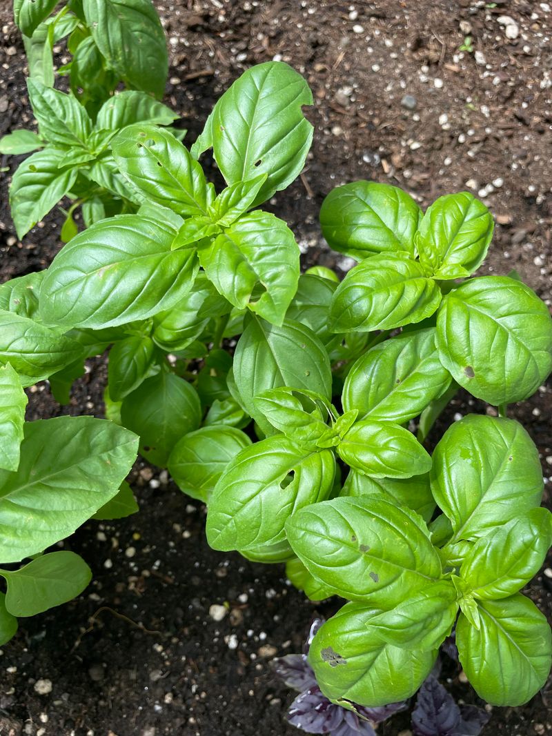 Basil and Sage