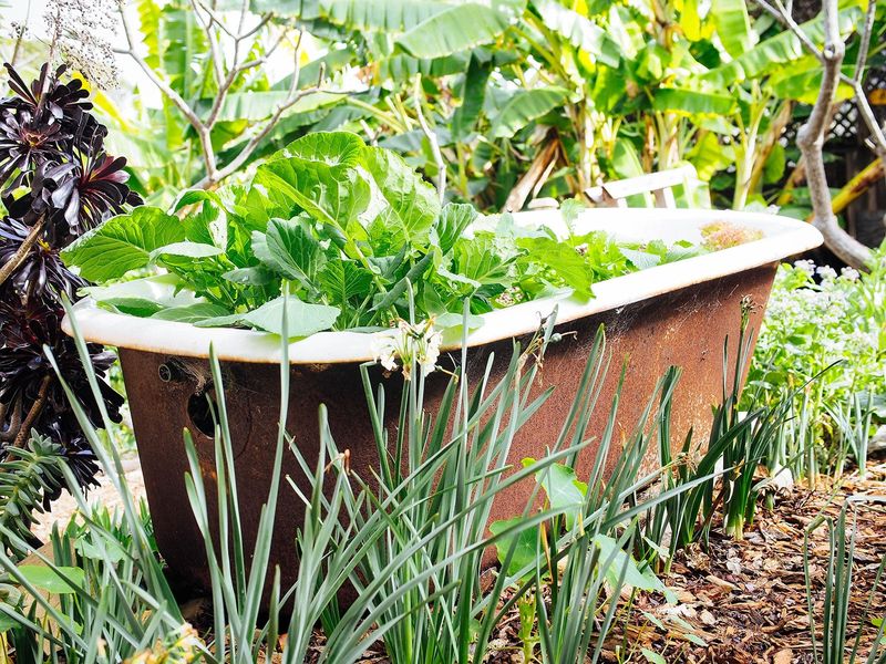 Bathtub Flower Bed