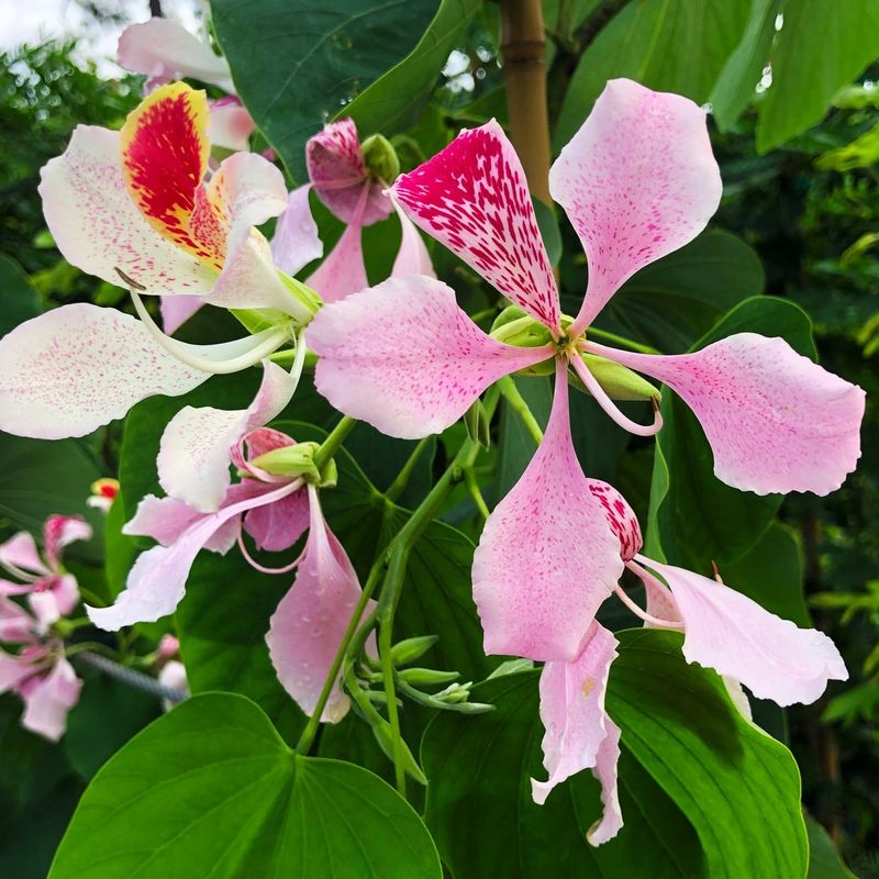 Bauhinia