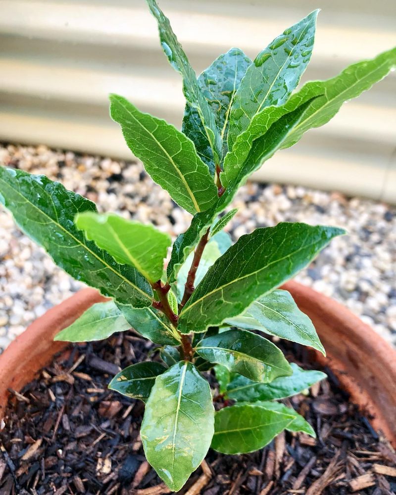 Bay Laurel