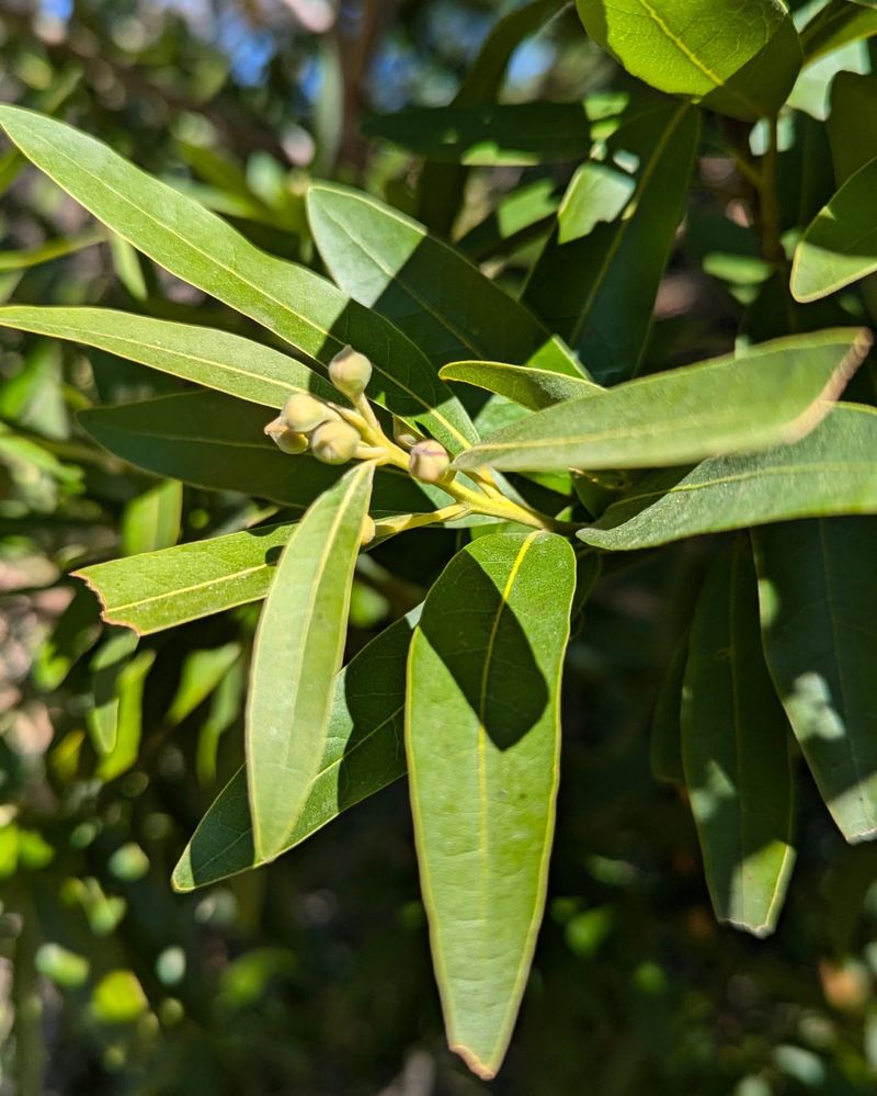 Bay Laurel