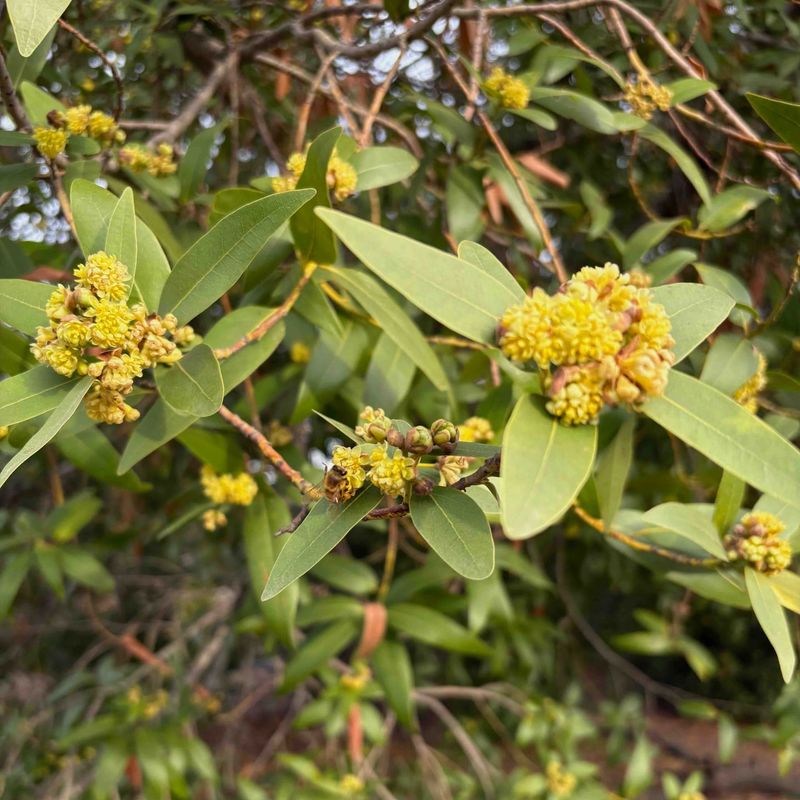 Bay Laurel