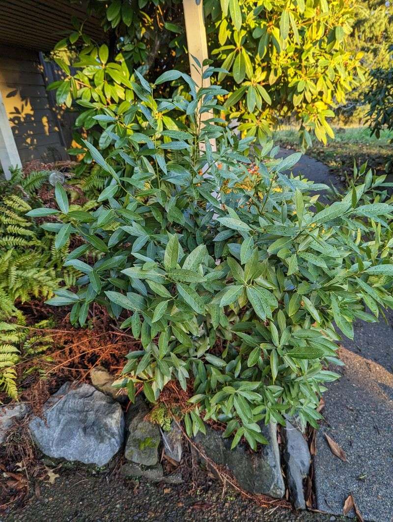 Bay Laurel