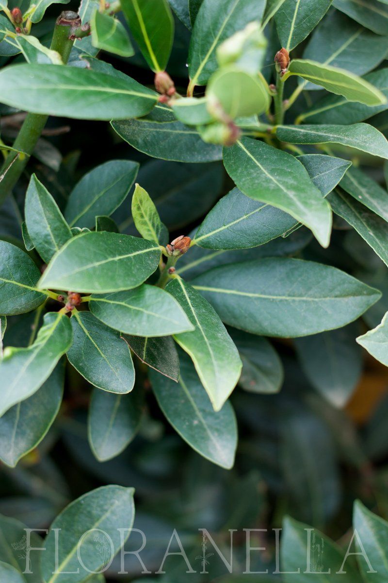 Bay Leaves