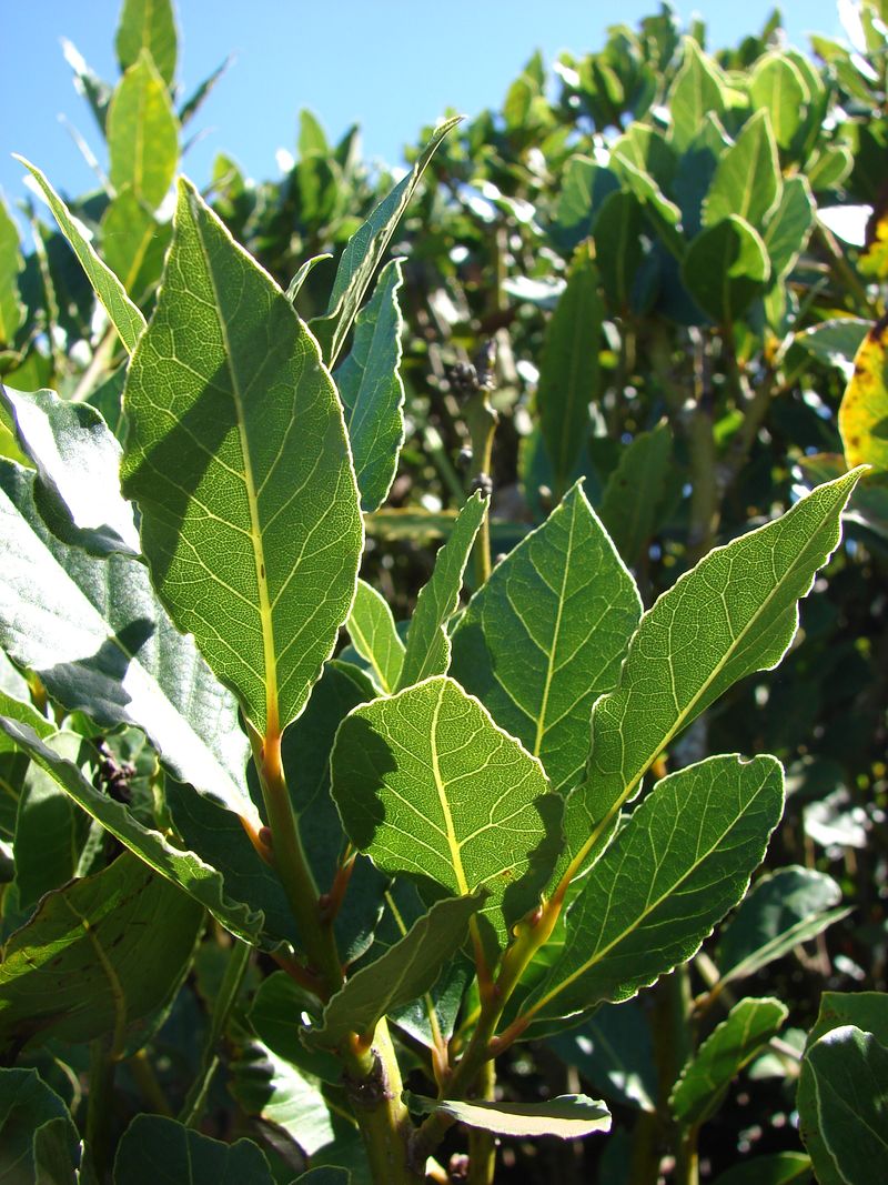 Bay Leaves