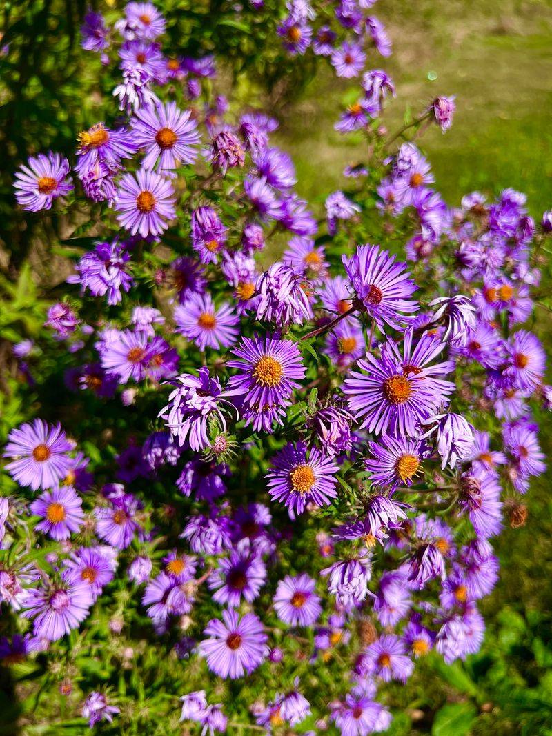 Beach Aster