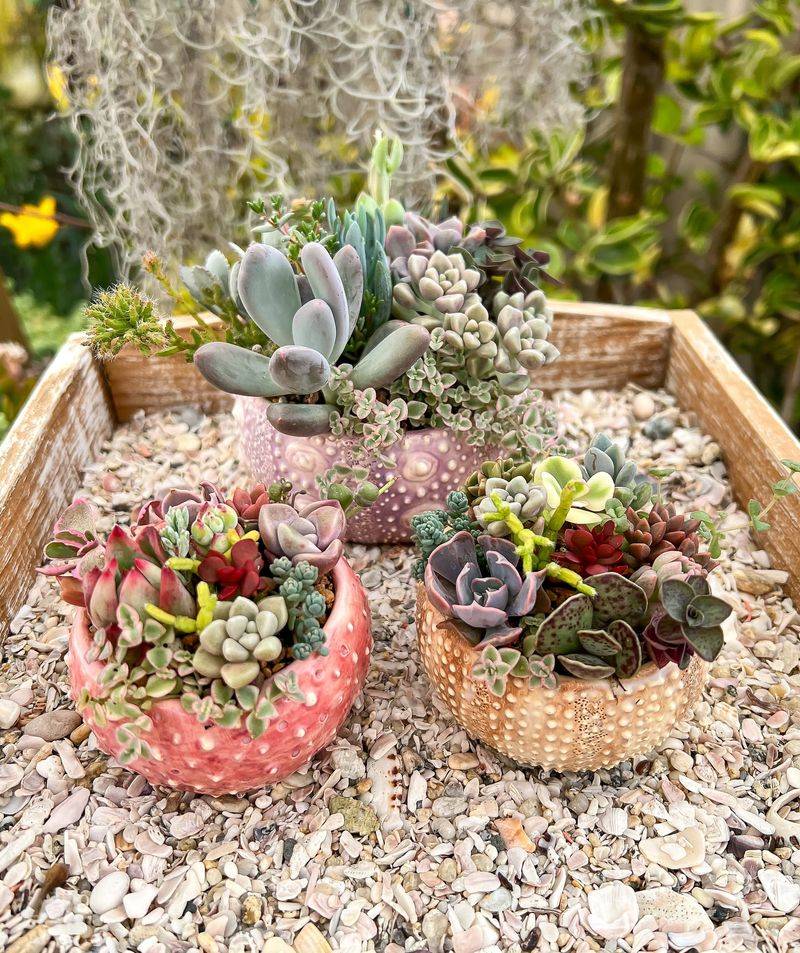 Beach-Inspired Succulent Arrangement