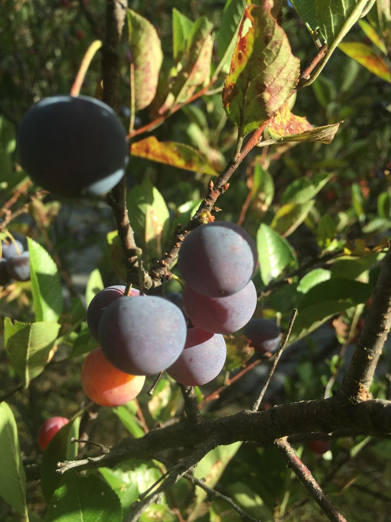 Beach Plum