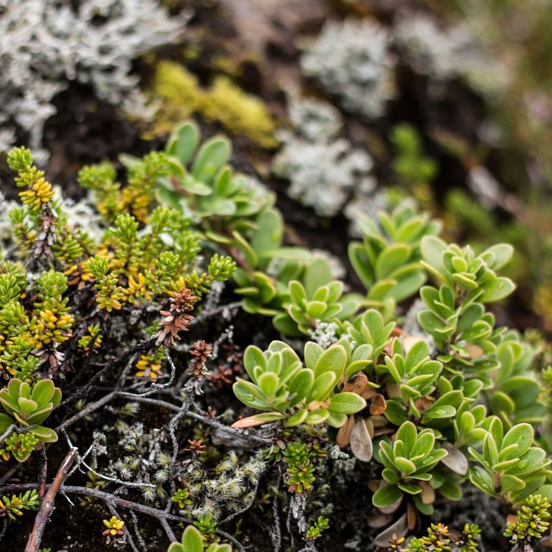 Bearberry