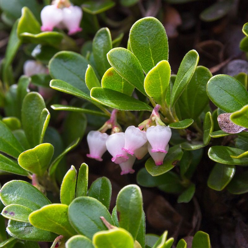 Bearberry