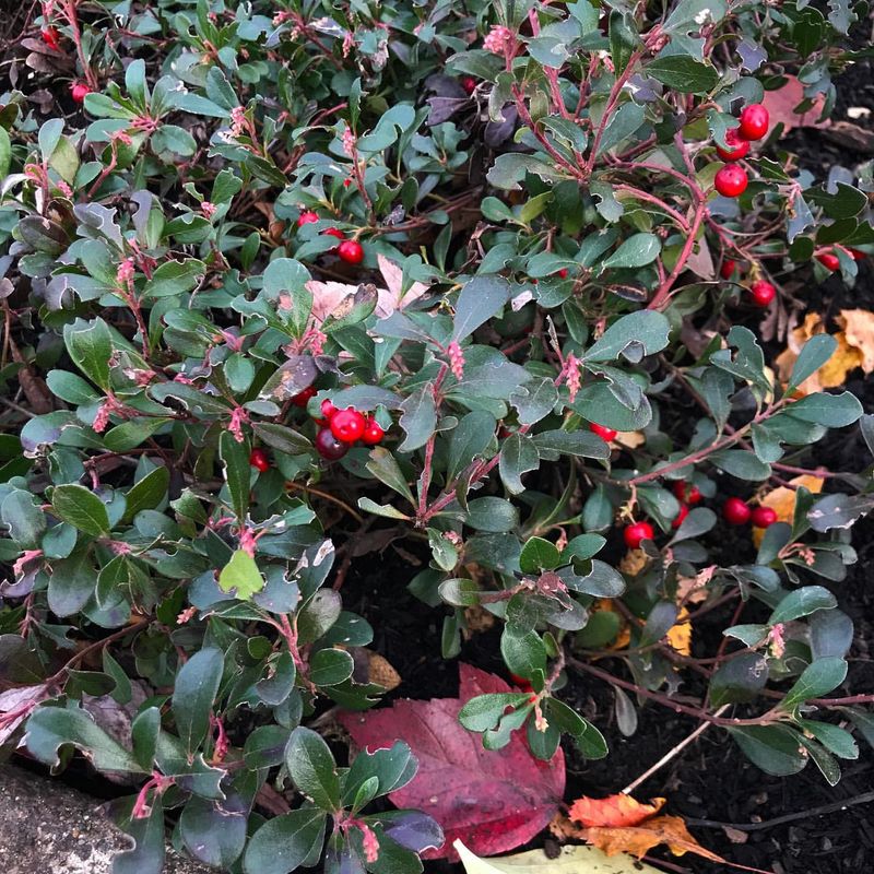 Bearberry