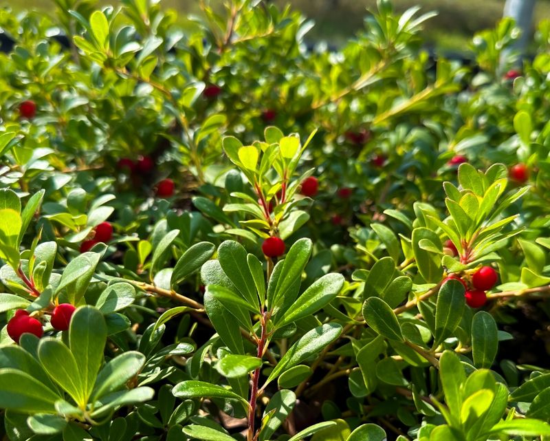 Bearberry