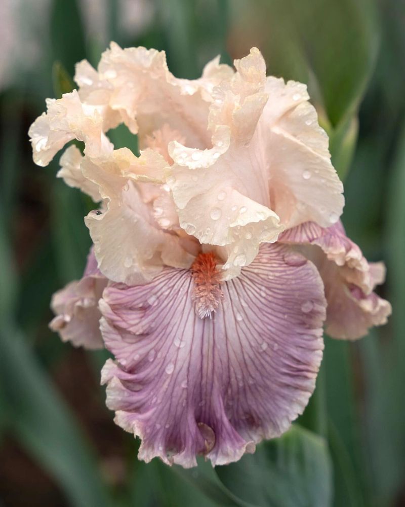 Bearded Iris