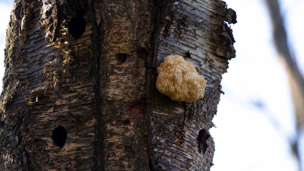 bearded tooth mushroom