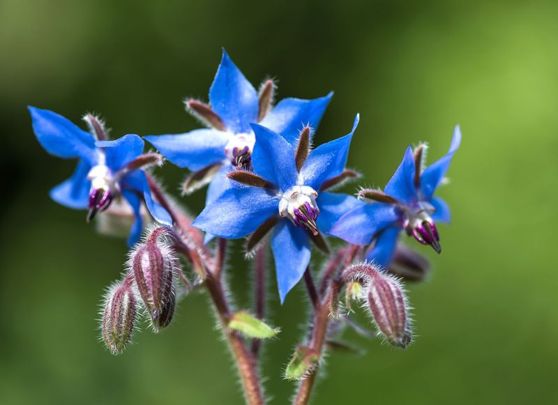 Beautiful Blooms