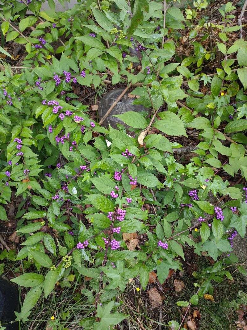 Beautyberry