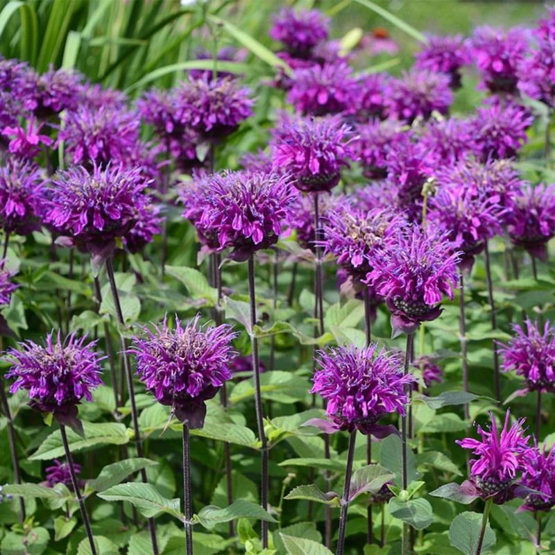 Bee Balm