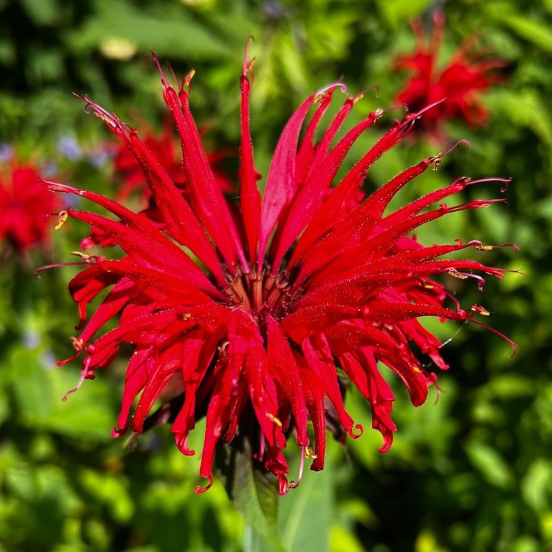 Bee Balm