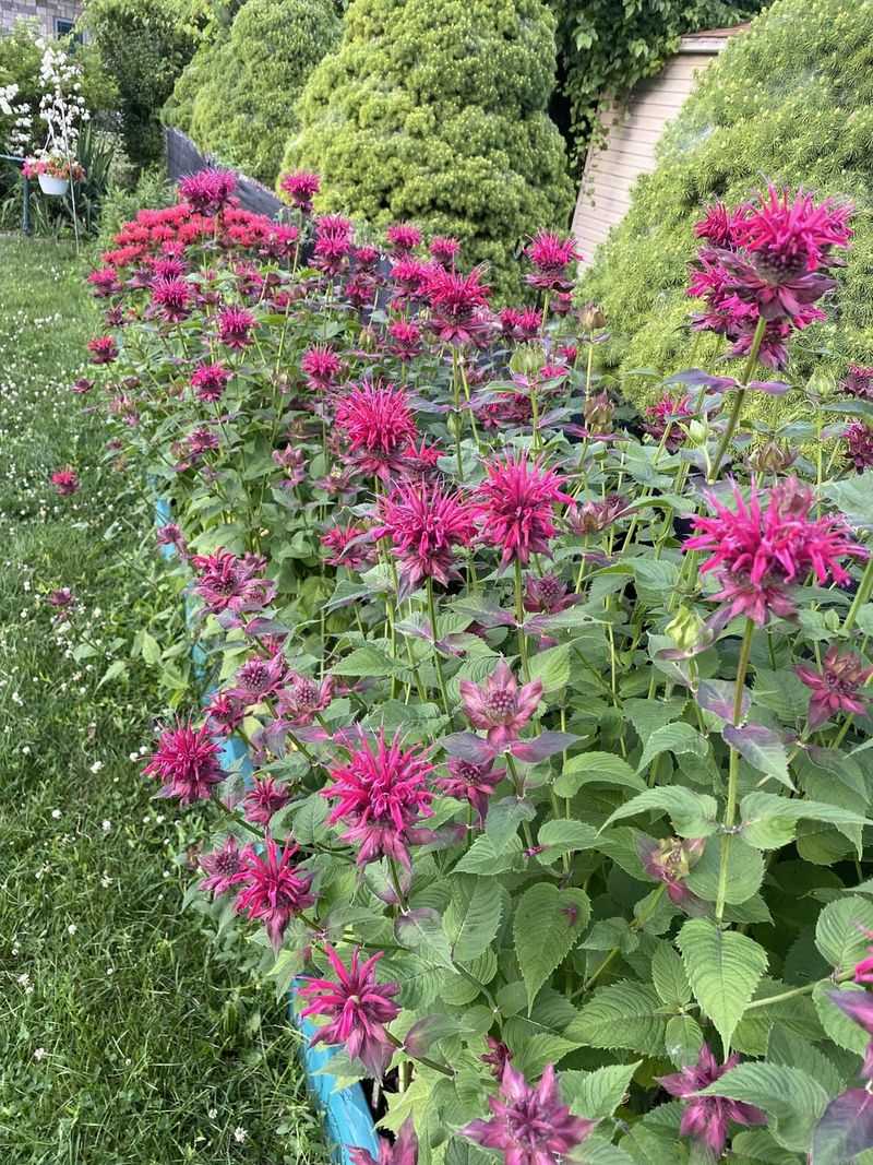 Bee Balm