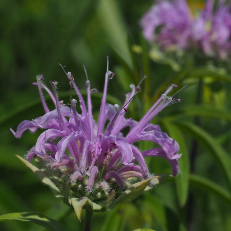 Bee Balm