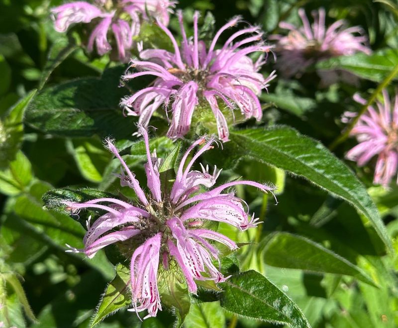 Bee Balm