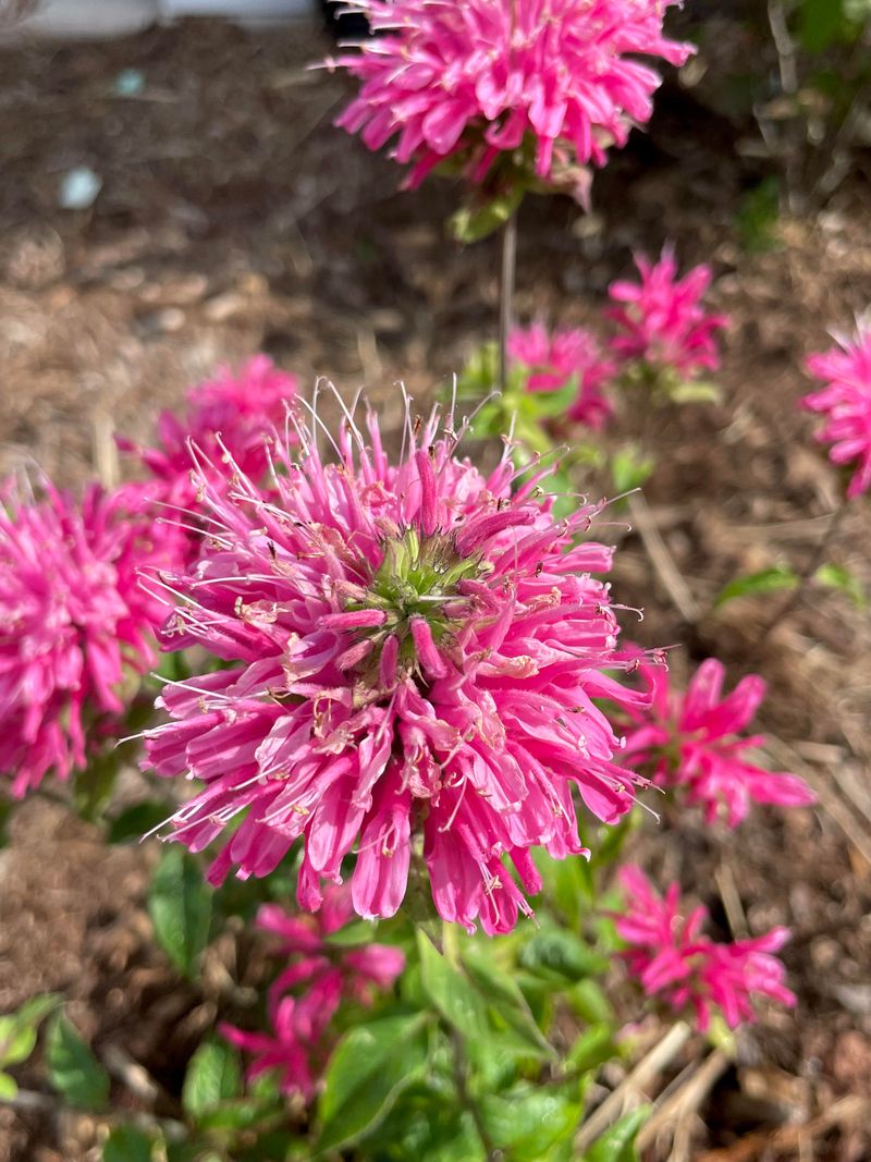 Bee Balm