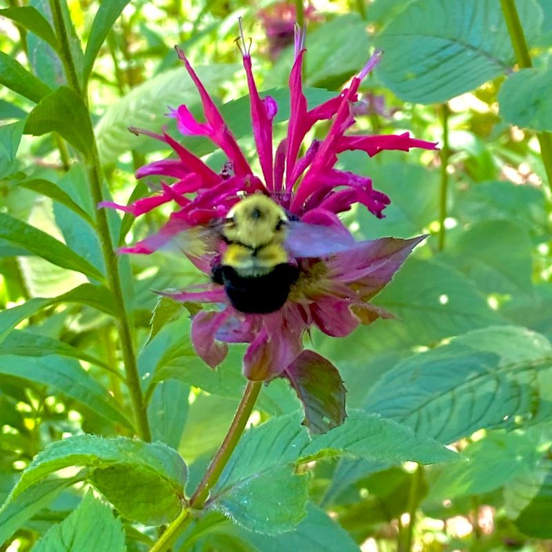 Bee Balm