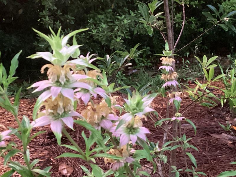 Bee Balm