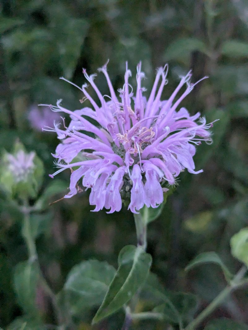 Bee Balm