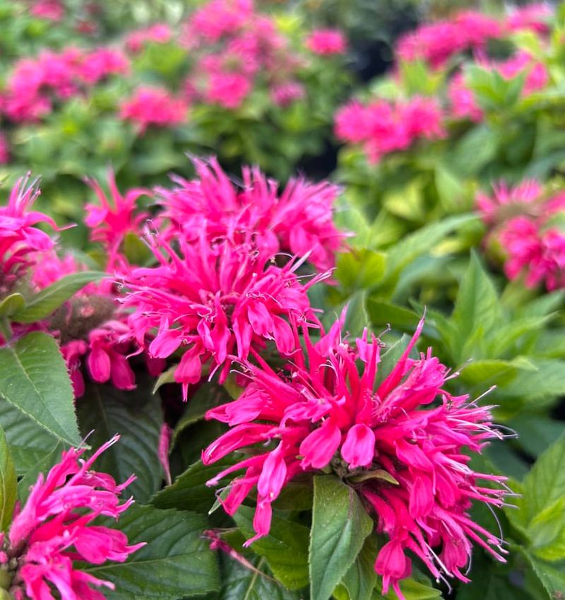 Bee Balm