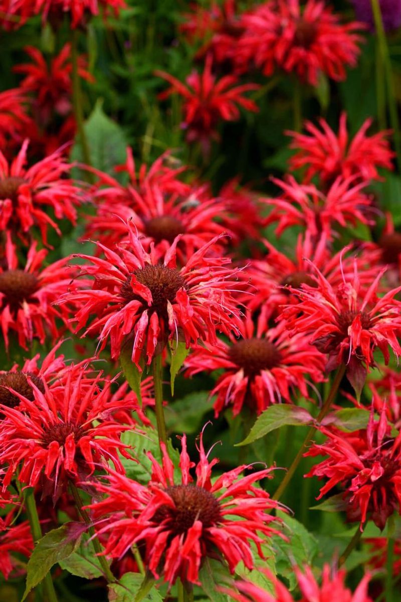 Bee Balm