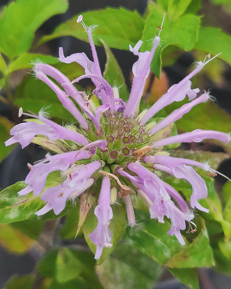 Bee Balm