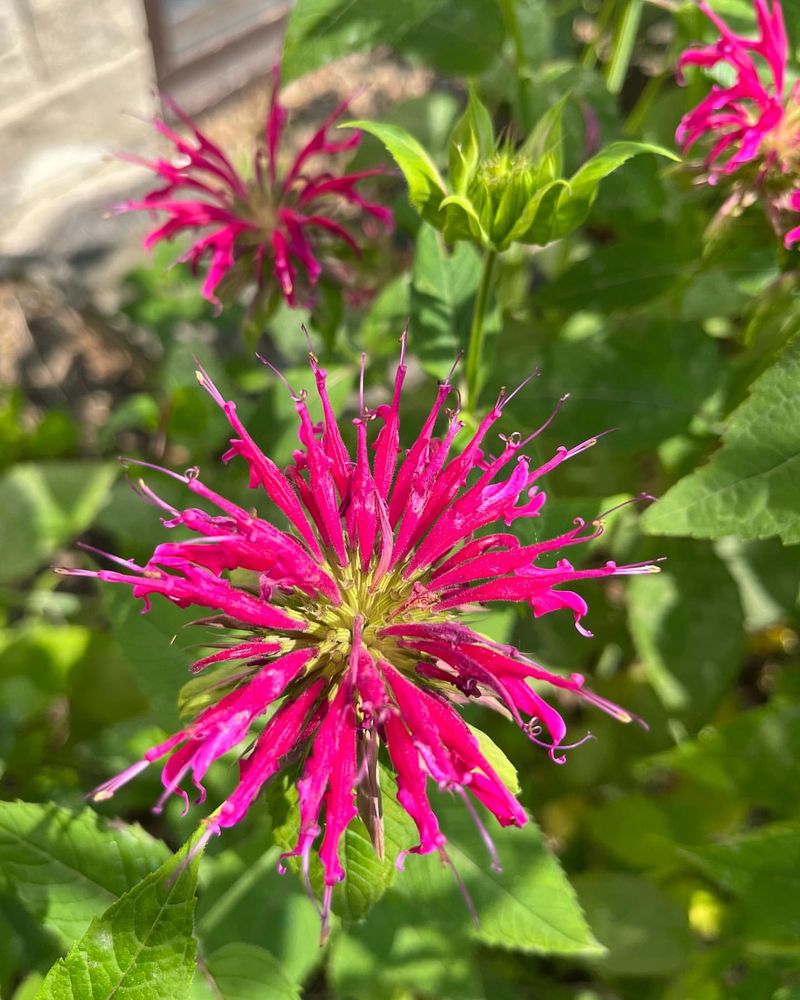 Bee Balm (Monarda didyma)