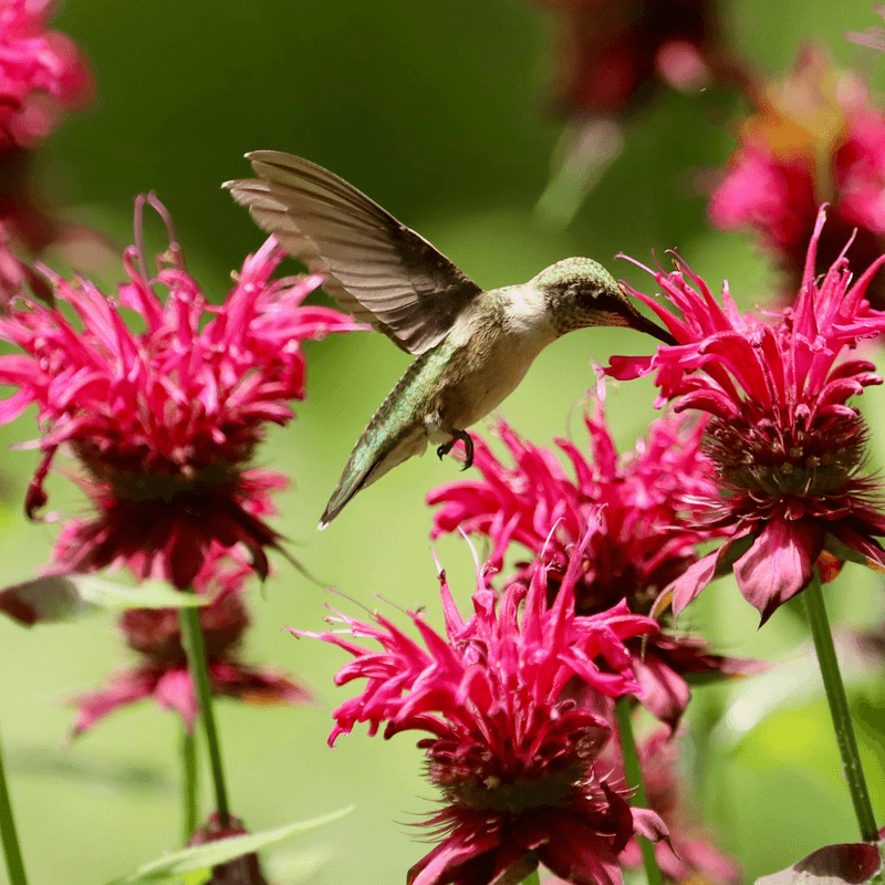 Bee Balm