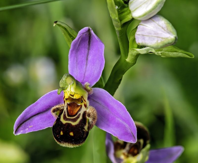 Bee Orchid