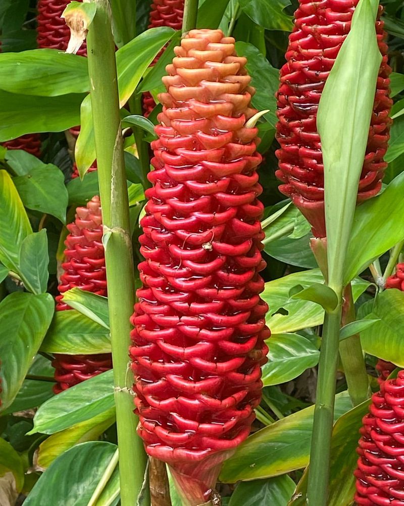 Beehive Ginger