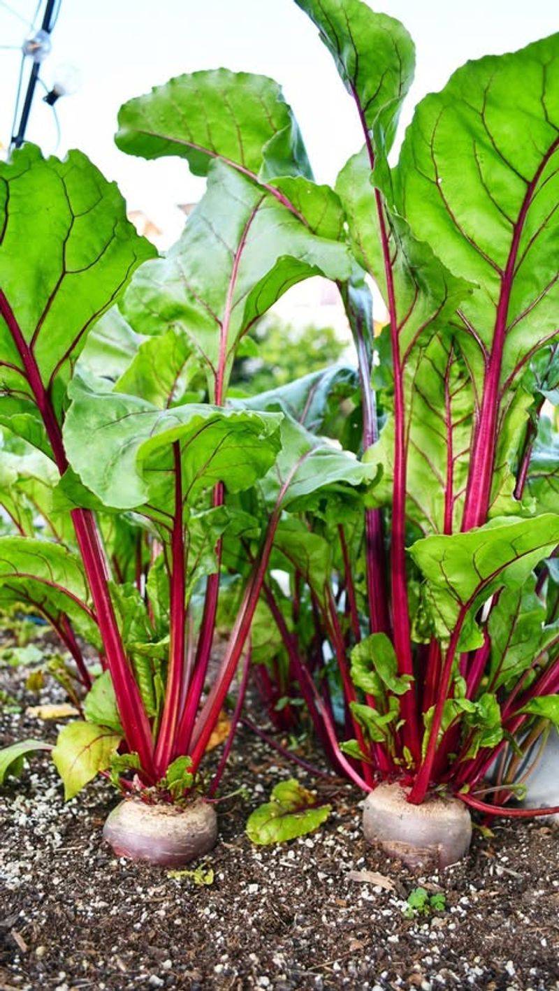 Beet Greens