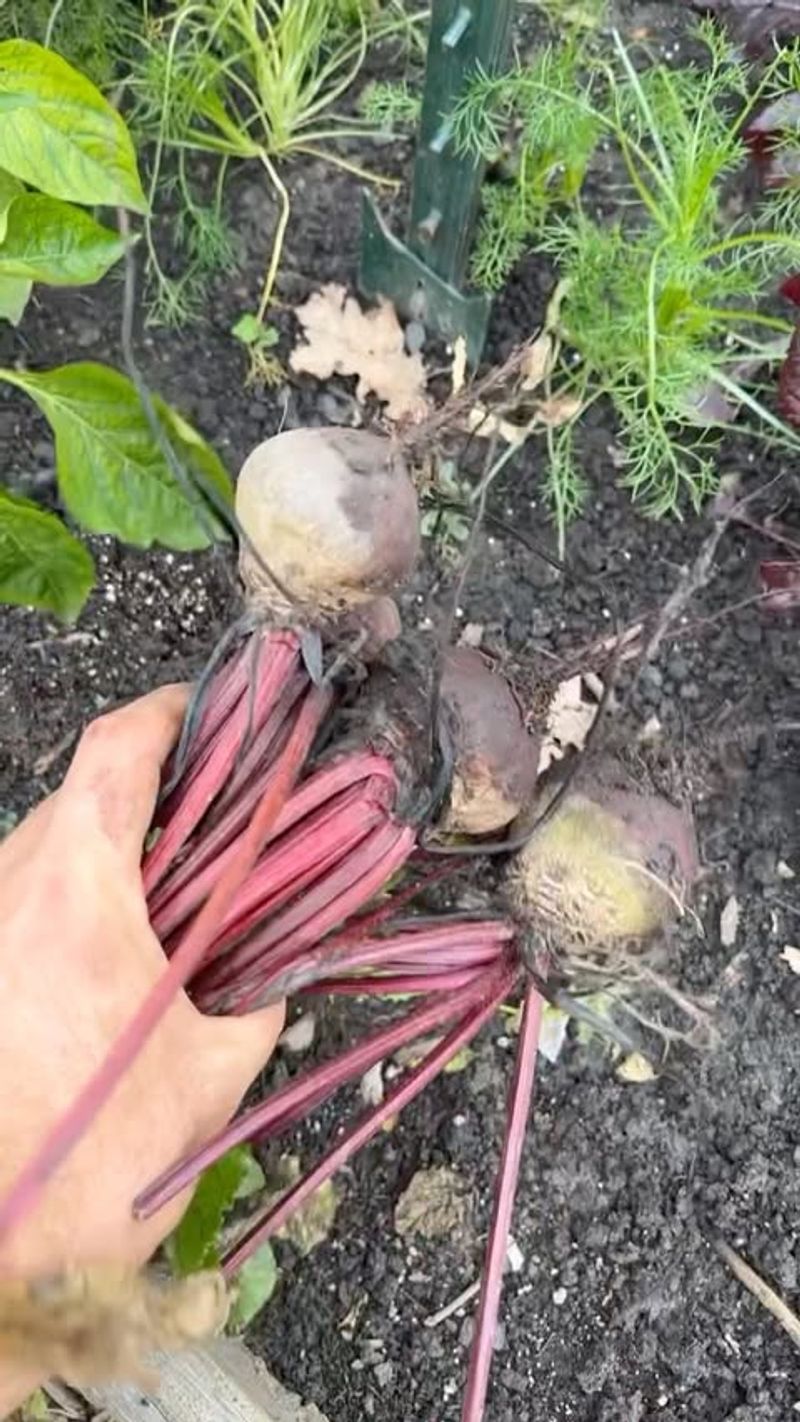 Beets