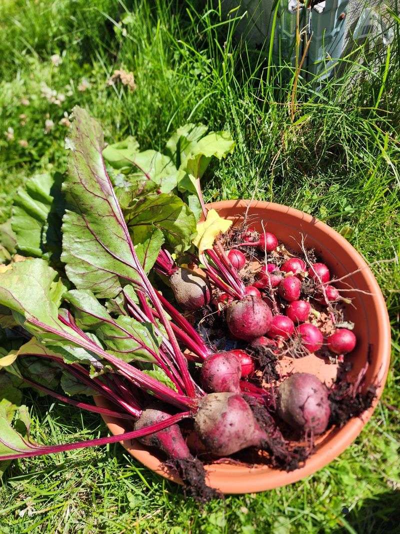 Beets and Garlic