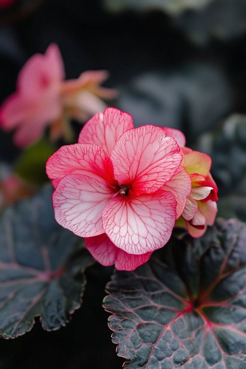 Begonia