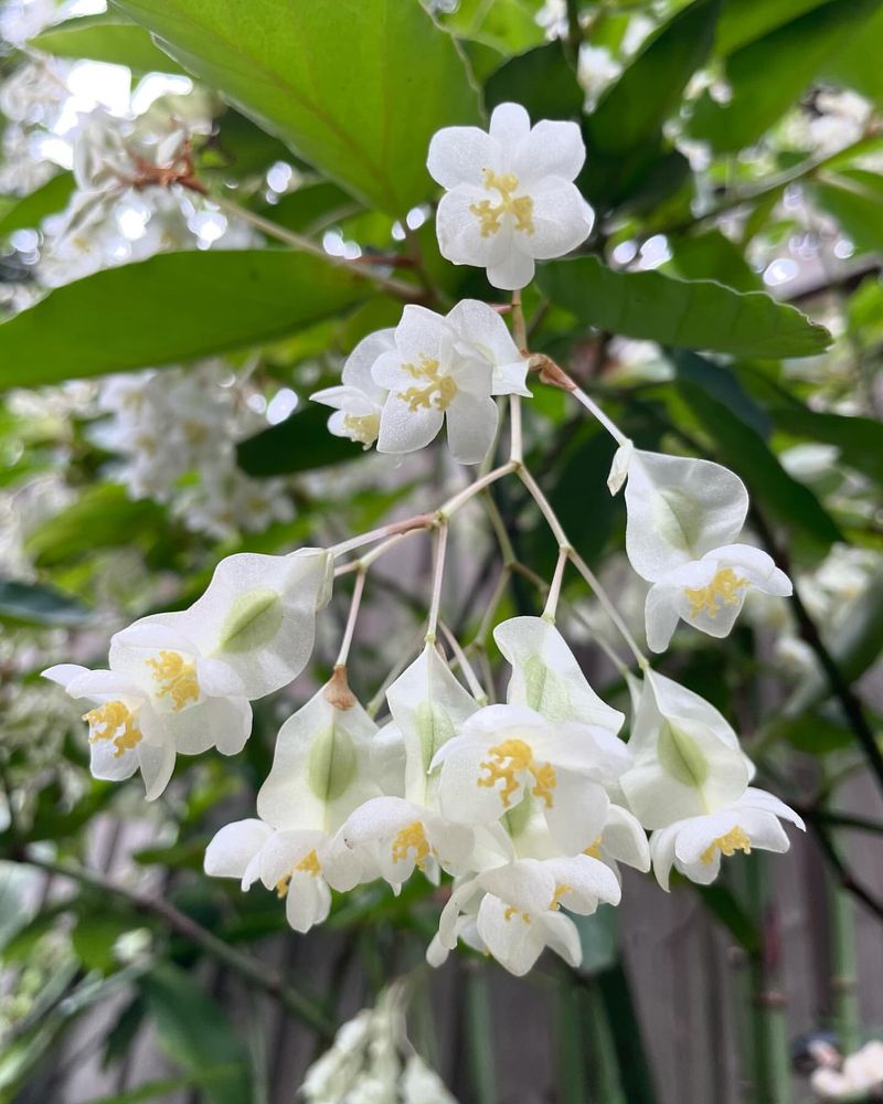 Begonia