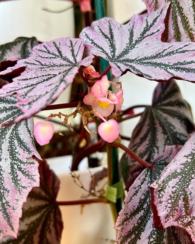 Begonia